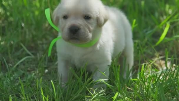 Labrador Štěně Krásný Pejsek Zelené Trávě — Stock video