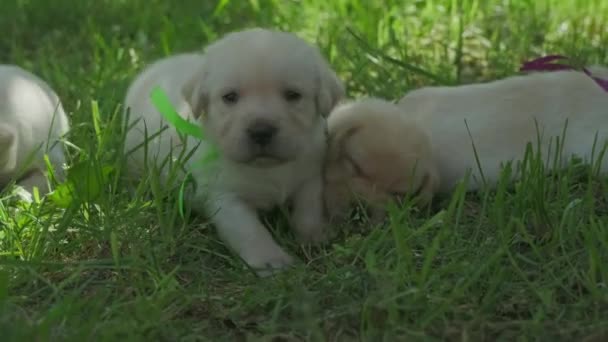 Labrador Puppies Mooi Hondje Het Groene Gras — Stockvideo