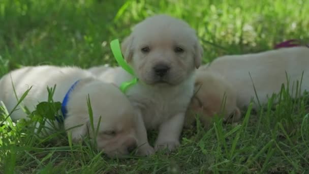 Labrador Cachorros Hermoso Perrito Hierba Verde — Vídeos de Stock