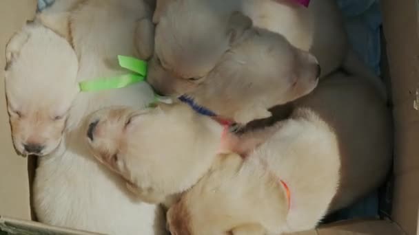 ラブラドール子犬 箱の中の美しい小さな犬 — ストック動画