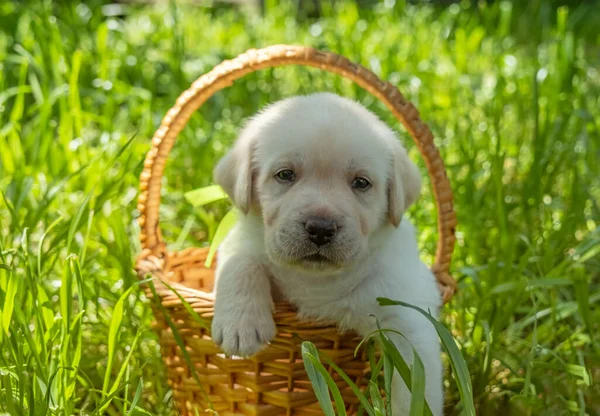 Labrador yavrusu sepette — Stok fotoğraf