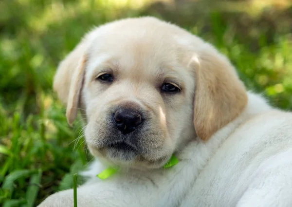 Лабрадор щенок в зеленой траве — стоковое фото