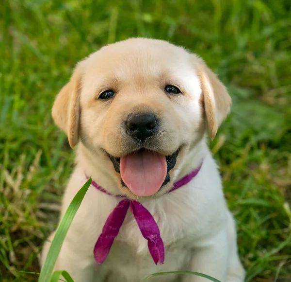 Cachorro labrador en hierba verde — Foto de Stock