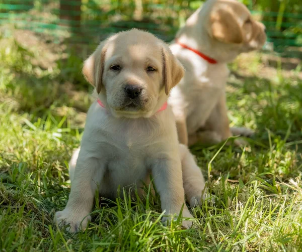 Yeşil çimlerde Labrador köpeği — Stok fotoğraf