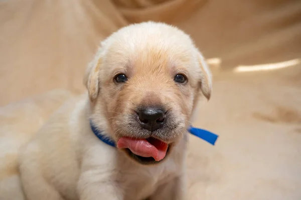 Genç labrador köpek yavrusu. — Stok fotoğraf