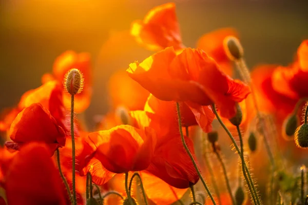 Blooming red poppy flowers — Stock Photo, Image