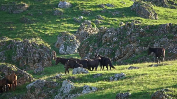 Manada Cavalos Pastando Nas Montanhas Verão — Vídeo de Stock