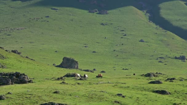 Manada Cavalos Pastando Nas Montanhas Verão — Vídeo de Stock