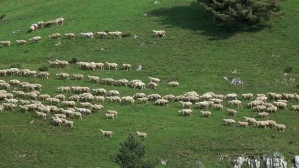 Troupeau Moutons Marche Rangs Pâturage Dans Les Montagnes Caucase — Video