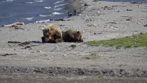 Barna Medvék Ursus Arctos Anya Kölyök Alszik Strandon Kamchatka Oroszország — Stock videók