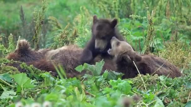 Μια Θηλυκή Καφέ Αρκούδα Και Μικρά Της Κείτονται Στο Γρασίδι — Αρχείο Βίντεο