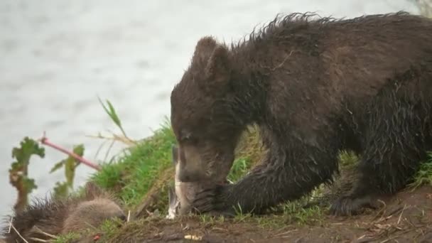 Filhotes Urso Marrom Comendo Peixes Salmão Vermelho Durante Desova Peixes — Vídeo de Stock