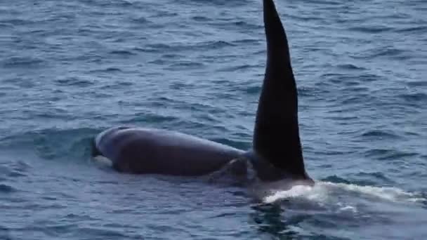 Φάλαινα Δολοφόνος Στον Ειρηνικό Ωκεανό — Αρχείο Βίντεο
