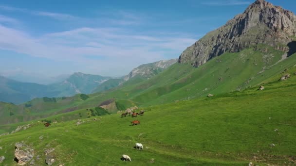 Vista Aérea Alrededor Del Rebaño Caballos Pastando Las Montañas Verano — Vídeos de Stock