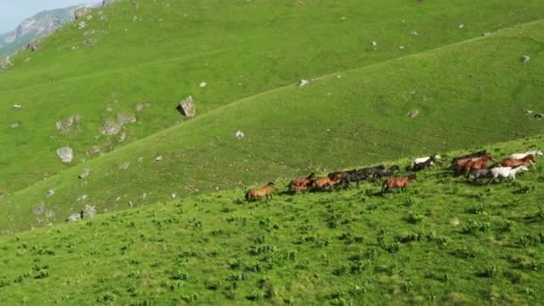 Luftaufnahme Einer Pferdeherde Die Sommer Den Bergen Weidet — Stockvideo