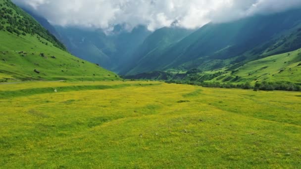 Vista Prado Flores Silvestres Montanhas Cáucaso — Vídeo de Stock