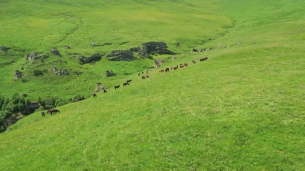 Vue Aérienne Troupeau Chevaux Broutant Sur Prairie Pente Été — Video