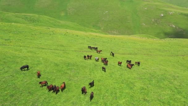 Vista Aérea Del Rebaño Caballos Que Pastan Prado Pendiente Verano — Vídeo de stock