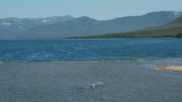 Sockeye Salmón Desovar Lago Kuril Península Kamchatka Rusia — Vídeos de Stock