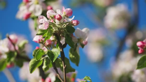 Ανθισμένη Μηλιά Ροζ Λουλούδια Μια Ηλιόλουστη Ανοιξιάτικη Μέρα — Αρχείο Βίντεο