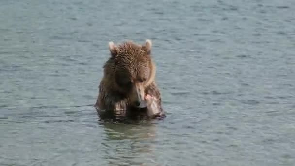 Urso Marrom Comendo Salmão Pego Kamchatka Rússia — Vídeo de Stock
