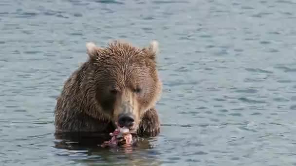 Brunbjörn Äter Fångad Lax Kamtjatka Ryssland — Stockvideo