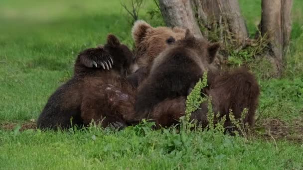 Urso Marrom Mãe Alimentando Filhotes Leite Materno Verão Kamchatka Rússia — Vídeo de Stock