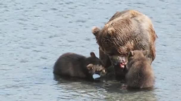 Mother Brown Bear Two Cubs Catches Red Salmon Fish River — Stock Video
