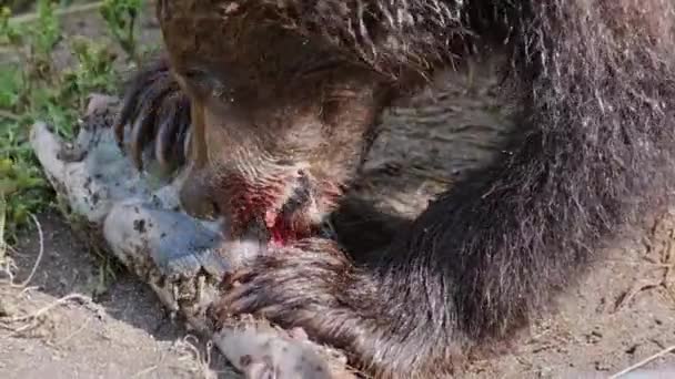 Cachorro Oso Marrón Comiendo Salmón Rojo Durante Desove Peces — Vídeos de Stock