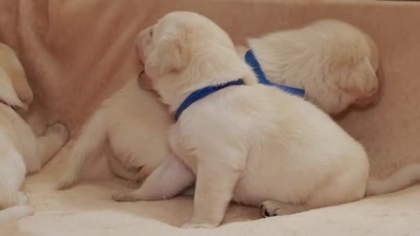 Jonge Gele Labrador Puppies Hond — Stockvideo