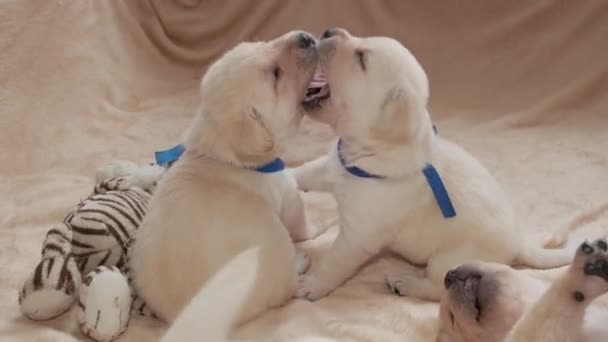 若い黄色のラブラドール子犬犬の遊び — ストック動画