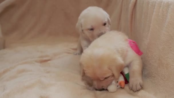 Fiatal Sárga Labrador Kölykök Kutya Játszik — Stock videók