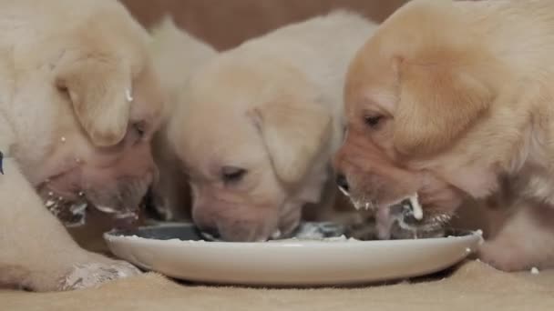 Puii Labrador Mici Mănâncă Dintr Farfurie — Videoclip de stoc