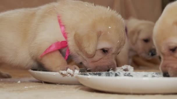 Małe Szczeniaki Labrador Talerza — Wideo stockowe