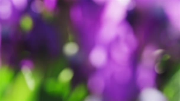 Streszczenie Piękne Fioletowe Rozmycie Wiosna Kwitnące Kwiaty Tło — Wideo stockowe