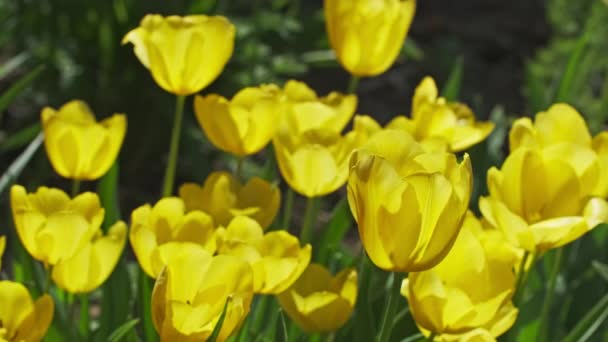 Piękne Żółte Tulipan Kwiaty Kwitnące Bliska — Wideo stockowe