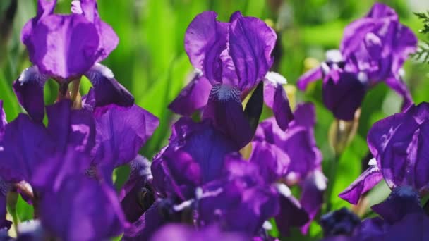 Warna Ungu Dan Ungu Iris Pada Taman Hijau Background Spring — Stok Video