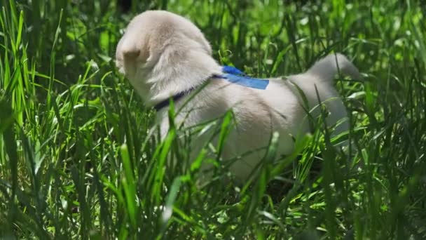 Cachorro Labrador Hermoso Perrito Hierba Verde — Vídeos de Stock