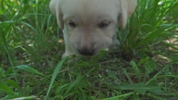 Labrador Щенок Красивая Маленькая Собака Зеленой Траве — стоковое видео