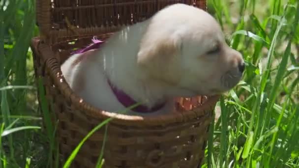 拉布拉多小狗在篮子里 漂亮的小狗 — 图库视频影像