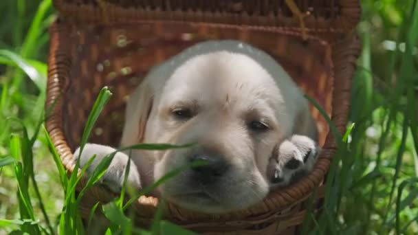 Labrador Szczeniak Kosz Portret Piękny Piesek — Wideo stockowe