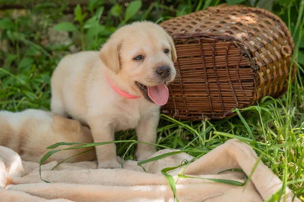 Yeşil çimlerde Labrador köpeği — Stok fotoğraf