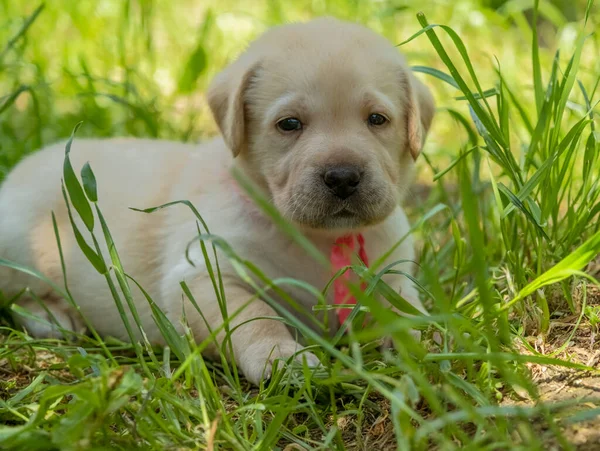 Yeşil çimlerde Labrador köpeği — Stok fotoğraf