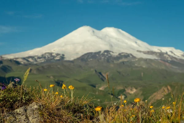 Mount Elbrus a žluté květy — Stock fotografie