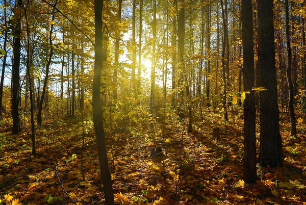 Herfst bos met zon — Stockfoto