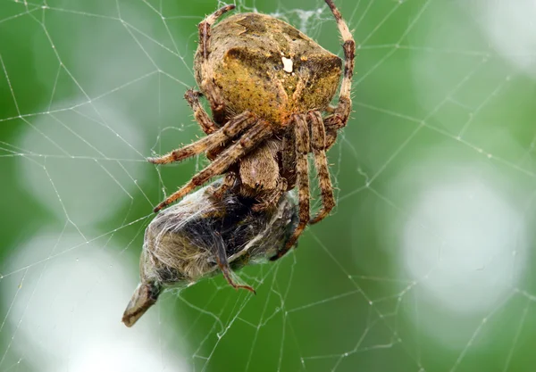 Pavouk žere své kořisti makro — Stock fotografie