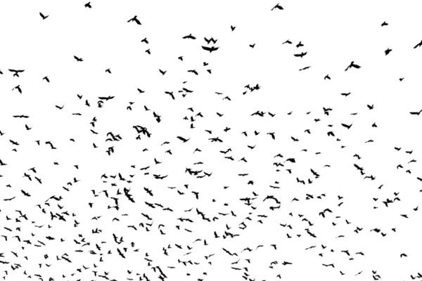 Gran bandada de cuervos — Foto de Stock