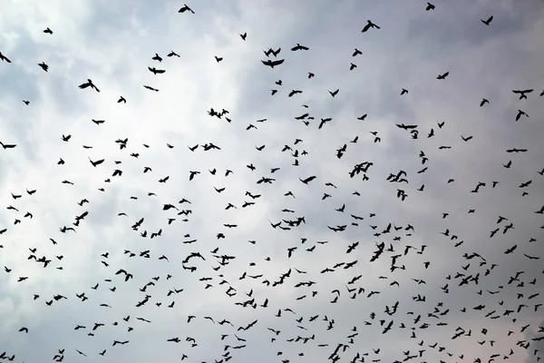 Grande gregge di corvi — Foto Stock