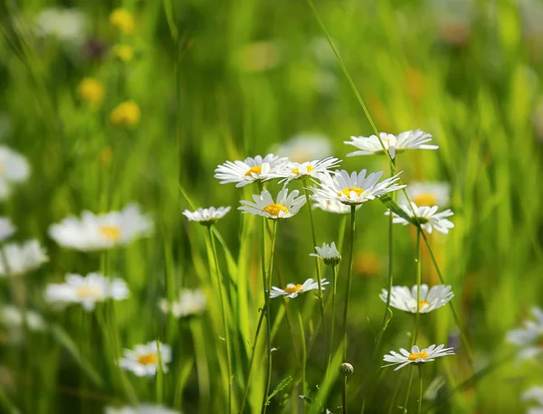 Madeliefjes op een weide — Stockfoto