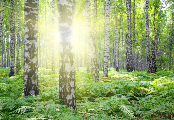 Letní březových lesů s sun — Stock fotografie